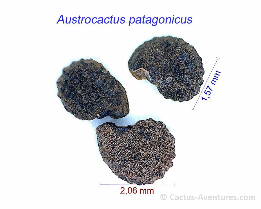 Austrocactus patagonicus B K